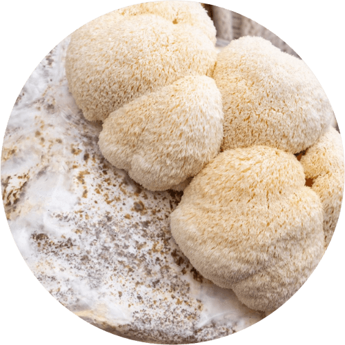 Lion's mane blok groot