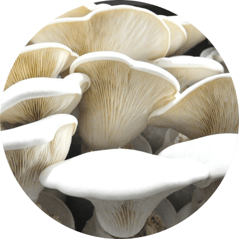 Nebrodensis oesterzwam