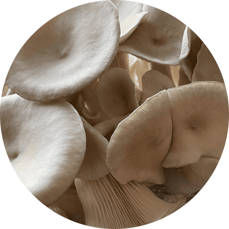 Grijze oesterzwam 500 gram